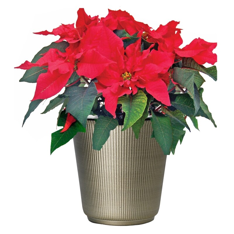 Poinsettia in upgrade tin, 8 inch
