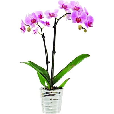 le Choix du Président Orchidée phalænopsis dans un pot en céramique de 5 po 1 ea, 28,00 $/1ch