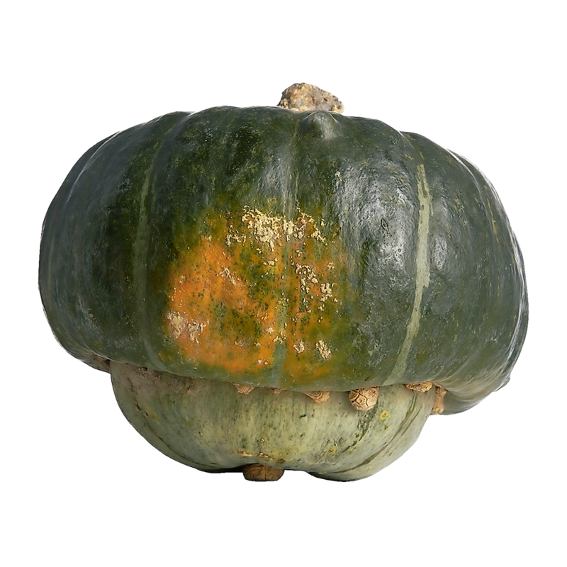 Buttercup Squash