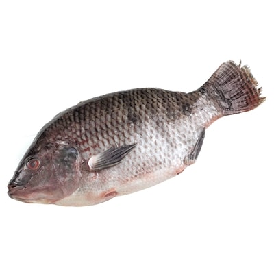 null Fresh Whole Tilapia $19.82/1kg $8.99/1lb
