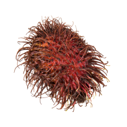 null Rambutan $13.21/1kg $5.99/1lb