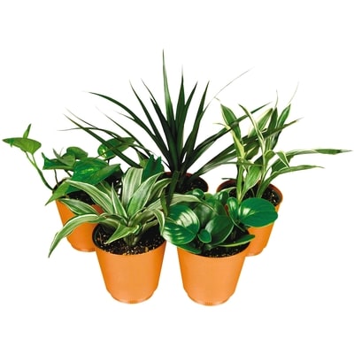null Assorted Tropical Plant in pot, 4 inch 1 ea, $5.00/1ea