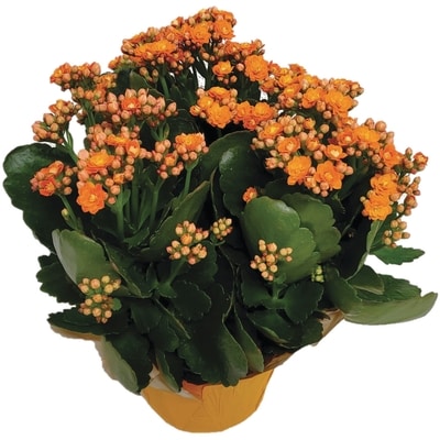 Westbrook Floral Kalanchoe, 6 Po 1 ea, 12,00 $/1ch