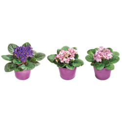 null African Violet in plastic pot 1 ea, $7.00/1ea