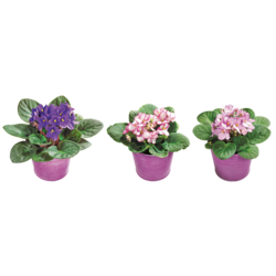null Violette africaine dans un pot en plastique 1 ea, 7,00 $/1ch