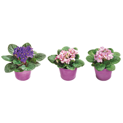 null Violette africaine dans un pot en plastique 1 ea, 7,00 $/1ch