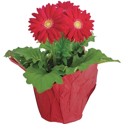 Westbrook Floral Gerbera 6 Inch 1 ea, $12.00/1ea