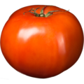 Tomates rouges de serre