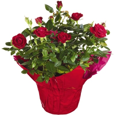 Westbrook Floral Mini Rose, 4-inch 1 ea, $7.00/1ea
