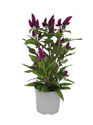 Farmer's Market Celosia, 6.5 Inch 1 ea, $5.50/1ea