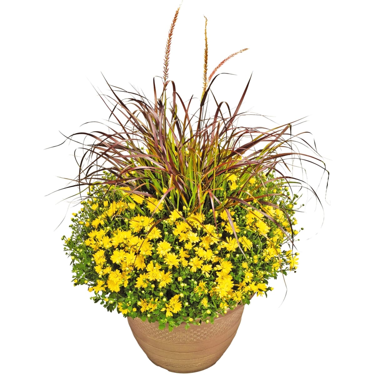 President's Choice Mums With Grass Planter 14" 1 ea, $25.00/1ea