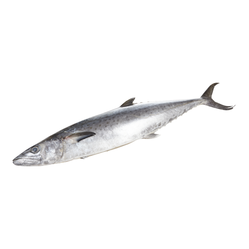 Kingfish Whole