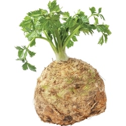 null Celery, Root With Tops 1 ea, $399.00/100ea