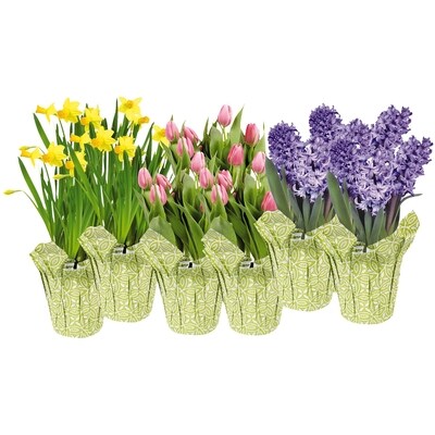 null Spring Bulbs, 4-inch 1 ea, $5.00/1ea