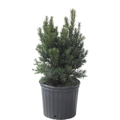 BTN Brookdale Hicks Yew 2 Gallon 1 ea, $35.00/1ea