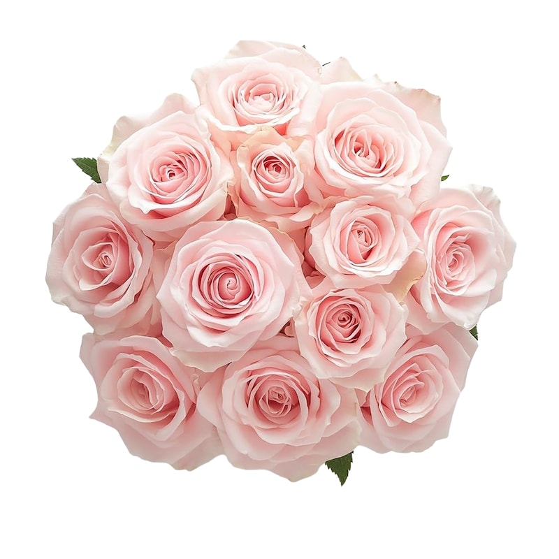 Rose 様注文ページ 5950 President's Choice Dozen Roses in assorted colours - 1 ea | Zehrs