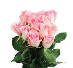 Rose 様注文ページ 5950 President's Choice Dozen Roses in assorted colours - 1 ea | Zehrs