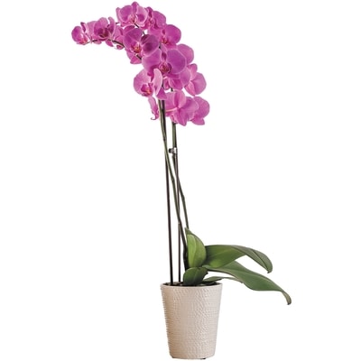 null 5" potted orchid plant, assorted colours 1 ea, $28.00/1ea