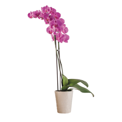 null Plant d’orchidées en pot de 5 po, couleurs variées 1 ea, 28,00 $/1ch