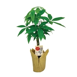 null 4.5-inch Money Tree 1 ea, $19.66/1ea