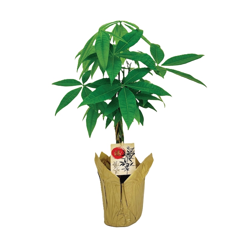 4.5-inch Money Tree