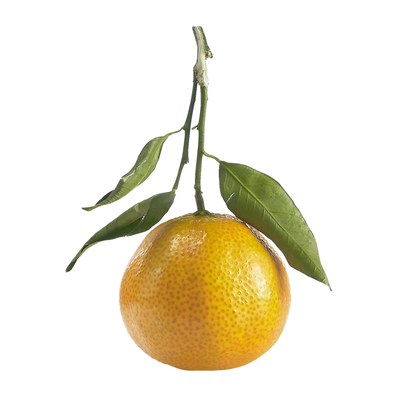 Clementine Stem & Leaf