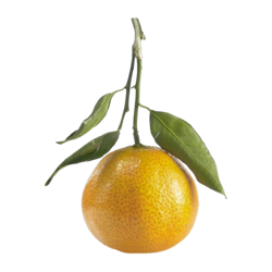 null Clémentint tige et feuille 8,55 $/1kg 3,88 $/1lb