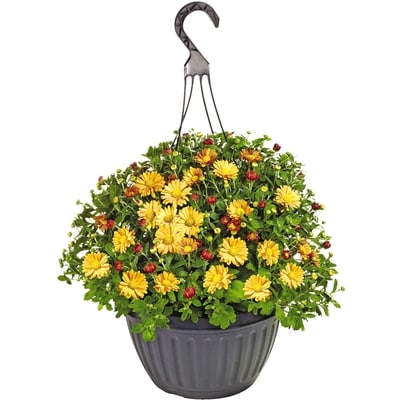 Farmer's Market Mum, Hanging Basket, 11" 1 ea, $16.00/1ea