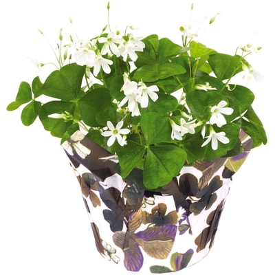 null Shamrock 1 ea, $6.00/1ea