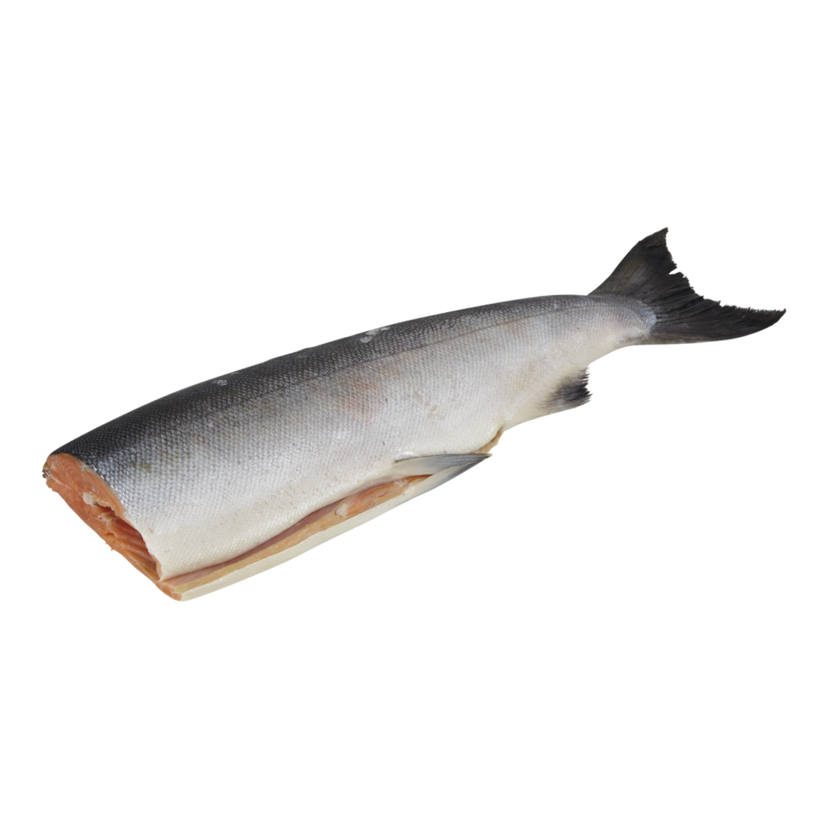 Pacific Wild Coho Salmon, Whole Dressed