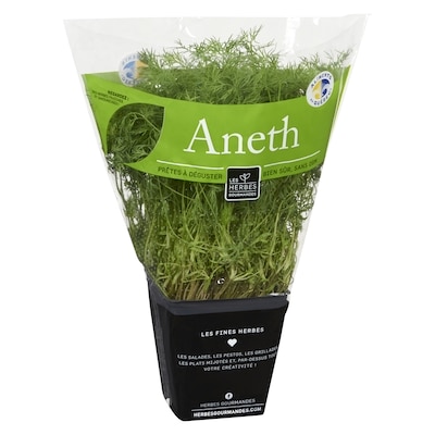 Aneth frais en pot