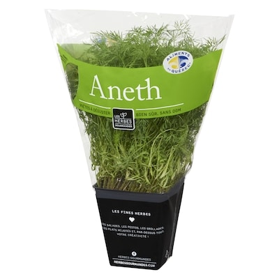 Aneth frais en pot