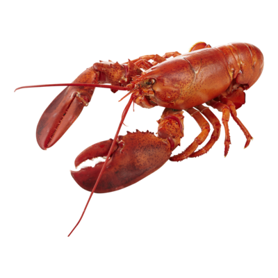 null Homard cuit à la vapeur 44,07 $/1kg 20,00 $/1lb