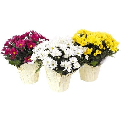 null Chrysanthemum, 6-inch 1 ea, $14.00/1ea