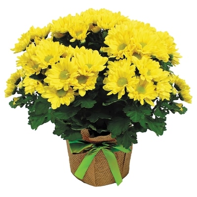 null Chrysanthème, 6 pouces 1 ea, 12,00 $/1ch