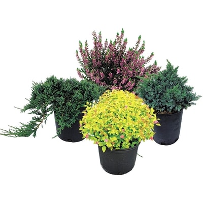 BTN Brookdale Broadleaf Evergreen  1 ea, $15.00/1ea