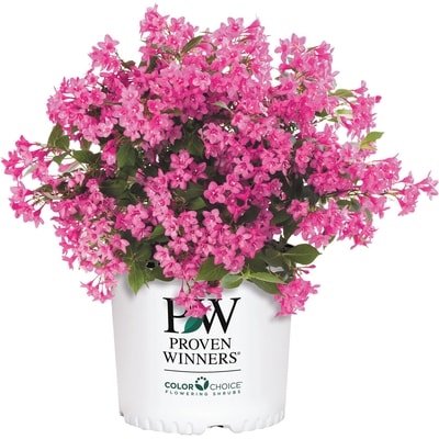 BTN Brookdale Assorted Shrubs 2 Gallon 1 ea, $35.00/1ea