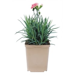 BTN Brookdale Dianthus 1 Gallon 1 ea, $13.00/1ea