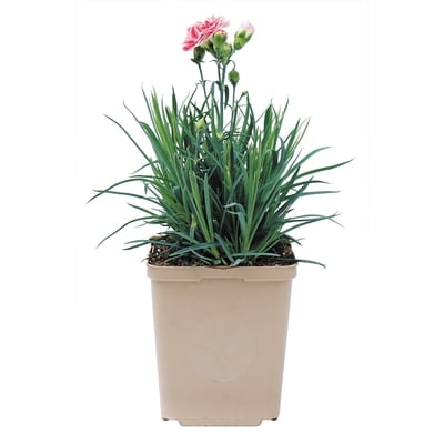 BTN Brookdale Œillets, 1 gallon 1 ea, 13,00 $/1ch