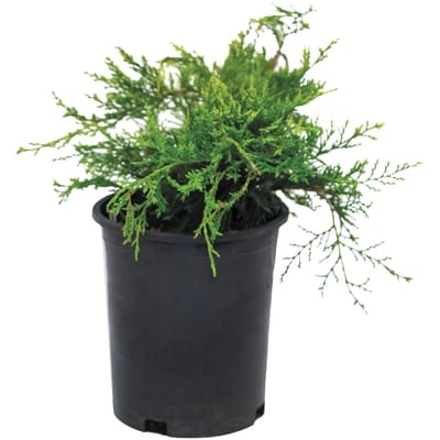 BTN Brookdale Emerald Cedar 1 ea, $15.00/1ea