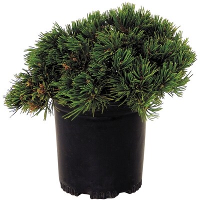 BTN Brookdale Assortiment de conifères, 1 gallon 1 ea, 15,00 $/1ch