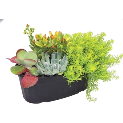 BTN Brookdale Plantes succulentes pour patio, 12 po 1 ea, 30,00 $/1ch