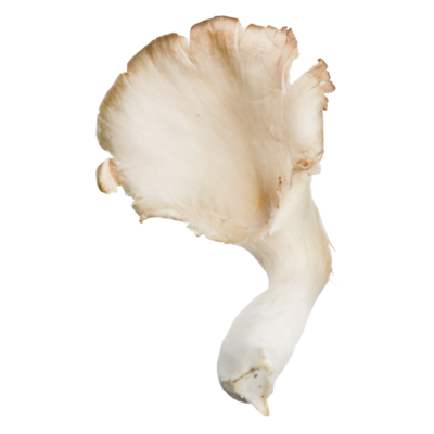 null Oyster Mushrooms $1.54/100g $15.41/1kg