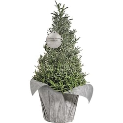 null Lavender Tree 1 ea, $20.00/1ea