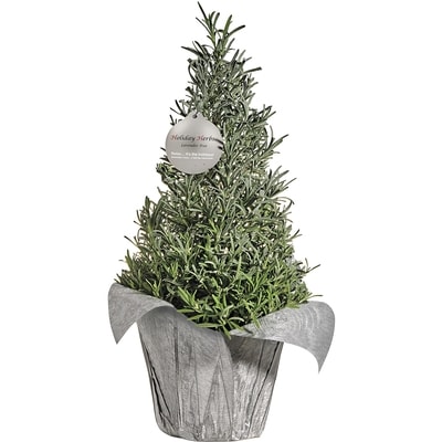 null Lavender Tree 1 ea, $24.00/1ea
