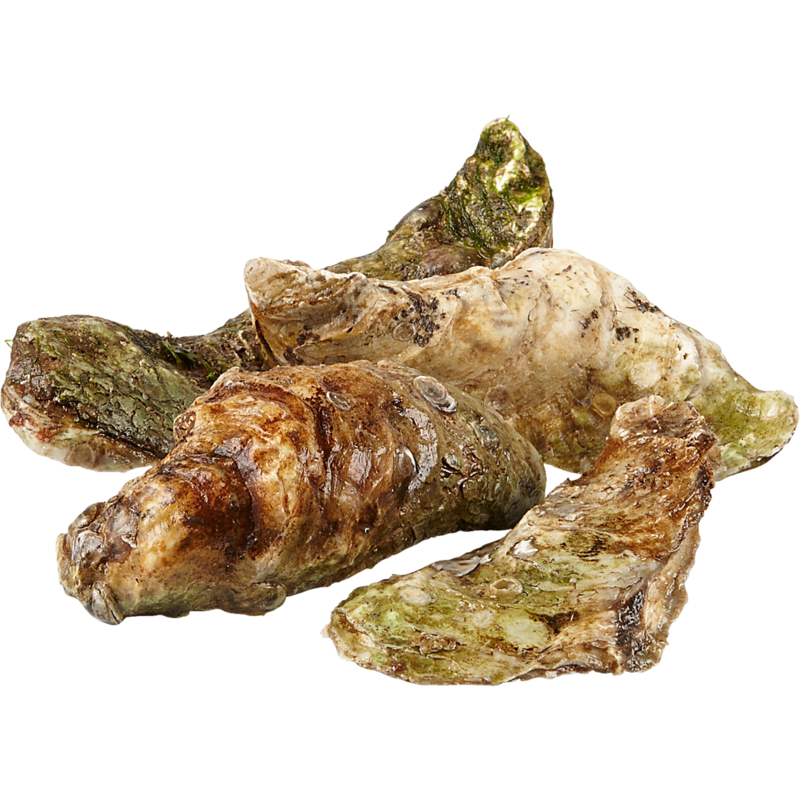 Malpeque Oysters, Medium