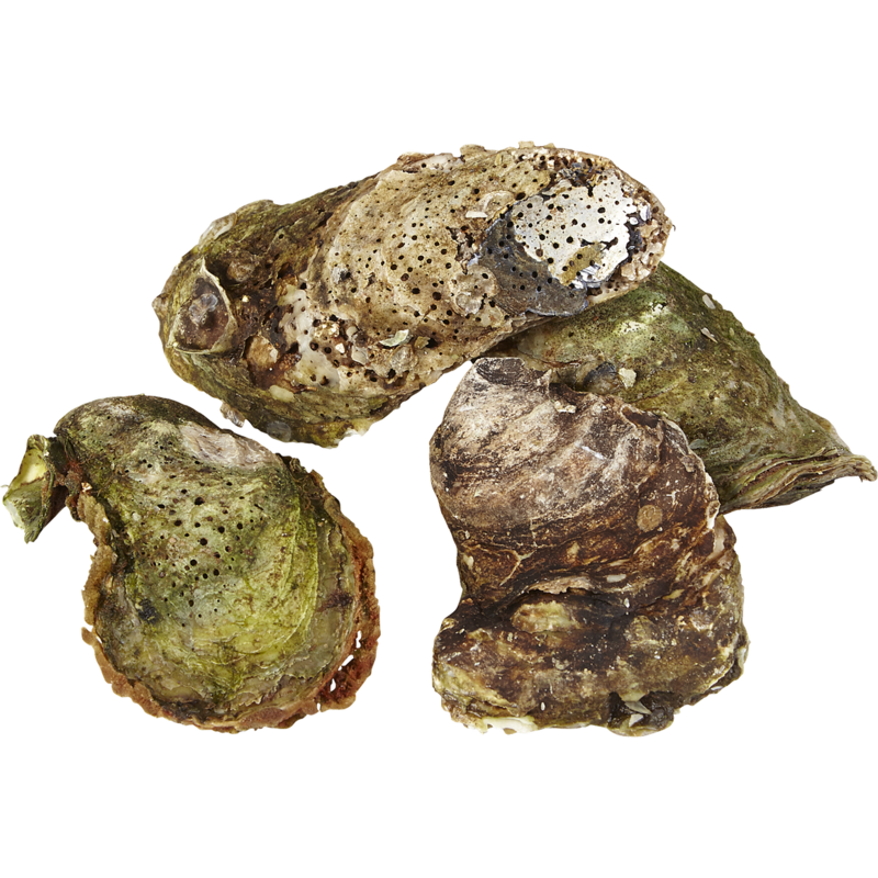 Malpeque Oysters, Choice