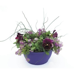 Délices du Marché Pot mélangé de précoces, 10 po 1 ea, 18,00 $/1ch