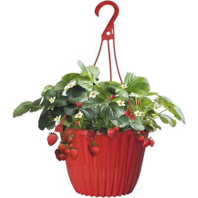 President's Choice Strawberry Hb 11-Inch 1 ea, $20.00/1ea
