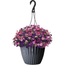 President's Choice Deluxe & Jumbo Hanging Baskets 1 ea, $20.00/1ea